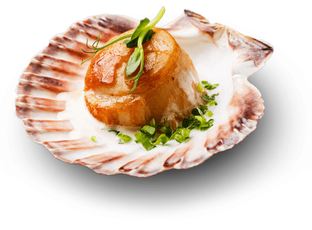 Fried Scallop with butter creamy sauce served in cockleshell